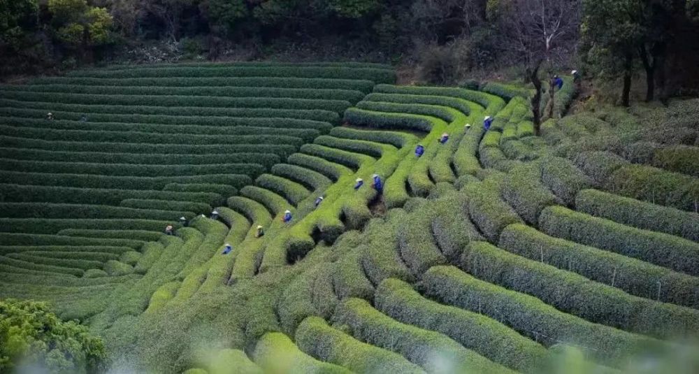 龙坞茶镇邂逅万亩茶园品读中国茶人的故事