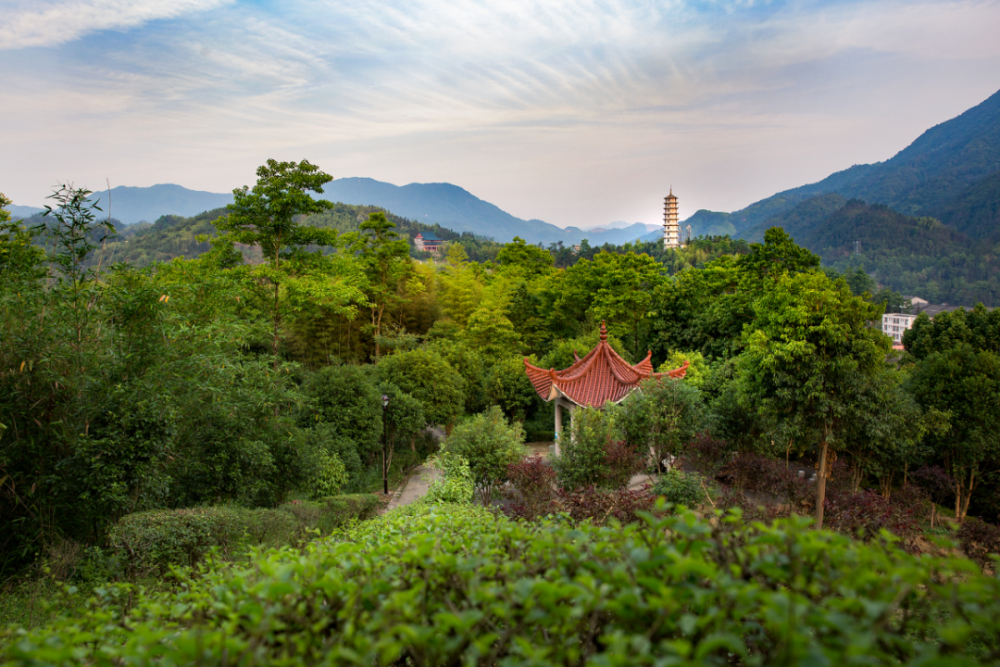 在莒溪遇见巨美的春天