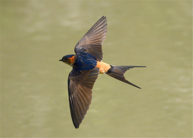 燕子来家里搭窝是好是坏?