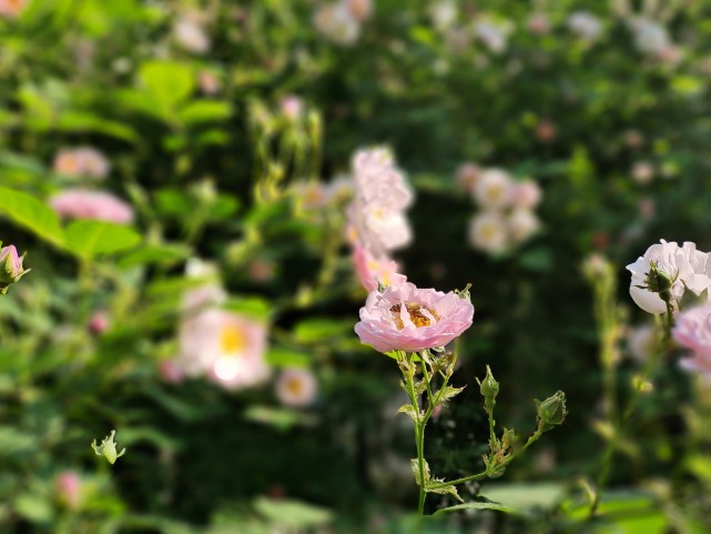 文化博览 蔷薇花曾做西域香水料白居易戏言将它娶为妻 白居易 西域 蔷薇花 蔷薇 香水