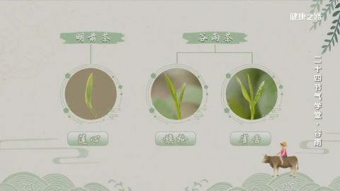 谷雨茶分两种,其一称"旗枪",一芽一叶,像古代的枪;其二称"雀舌",两叶