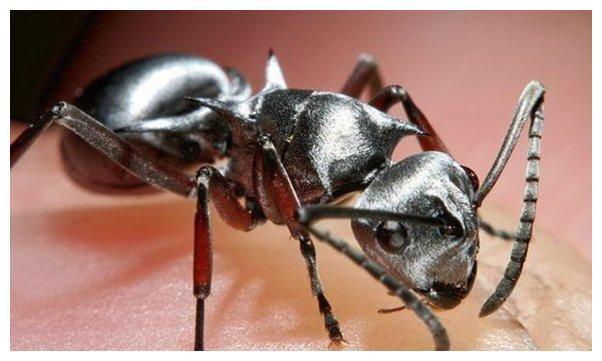 迷人的撒哈拉银蚁