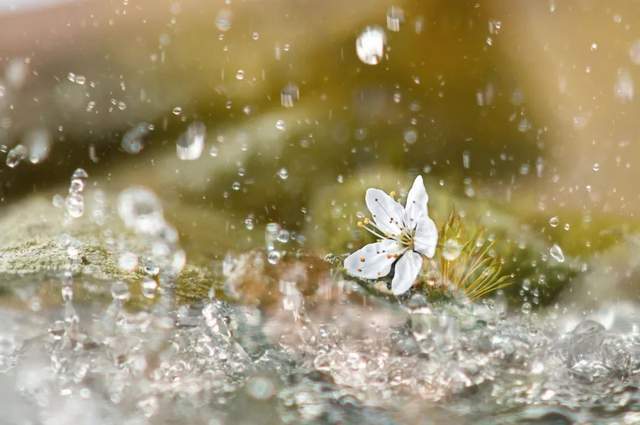 今日谷雨落絮游丝三月候风吹雨洗一城花