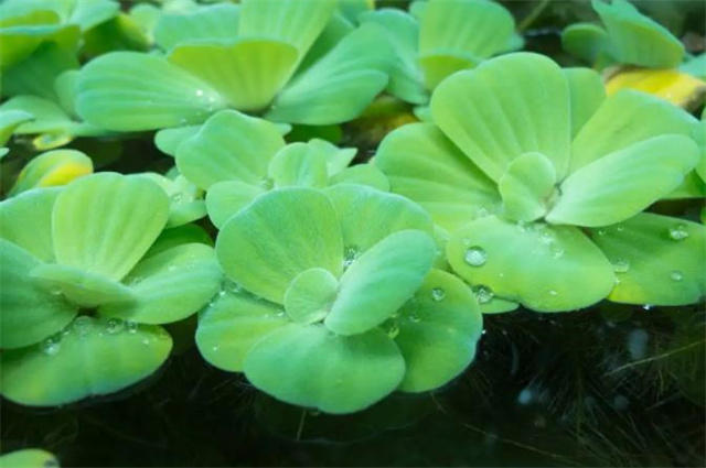 谷雨节气萍始生浮萍古诗11首池萍生谷雨集水间疏萍