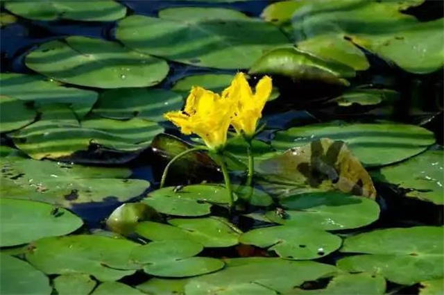 谷雨节气萍始生浮萍古诗11首池萍生谷雨集水间疏萍