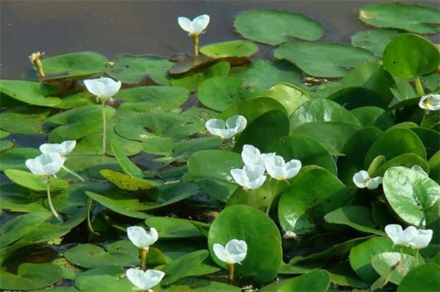 谷雨节气萍始生浮萍古诗11首池萍生谷雨集水间疏萍