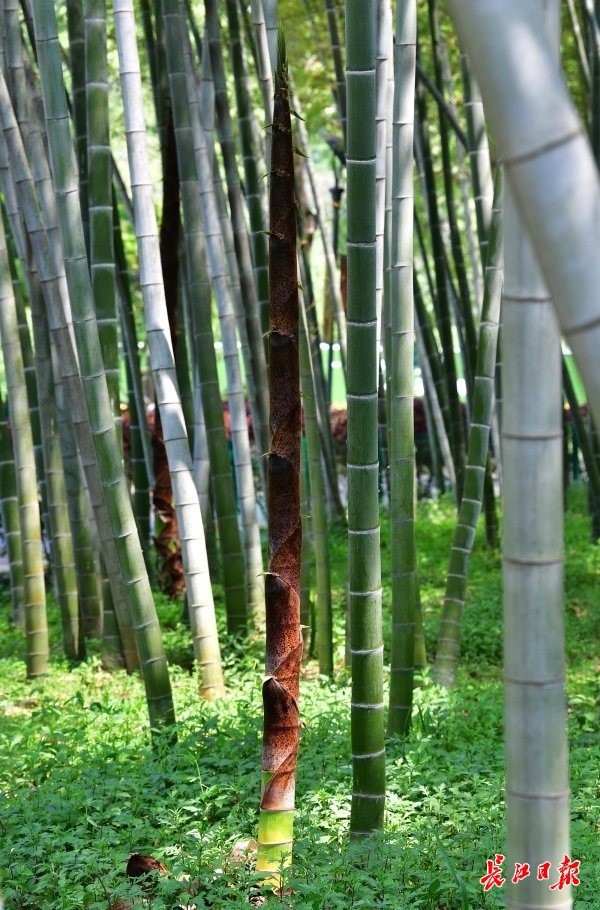 竹子拔节图片