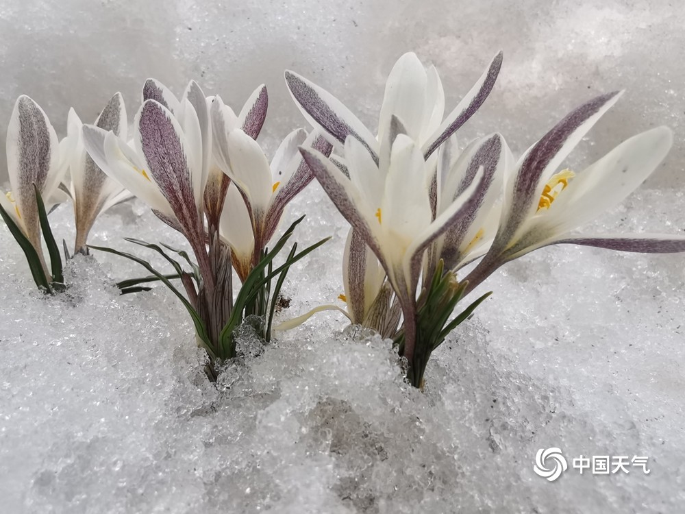 新疆昭苏草原冰雪消融野百合迎来春天