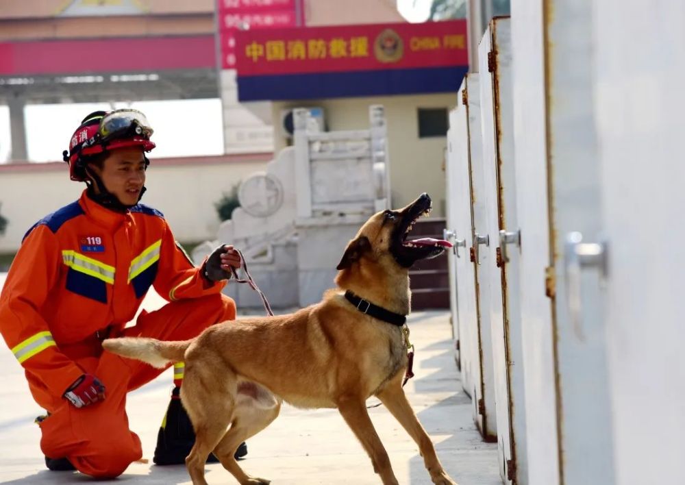 探访搜救犬基地里的消防救援明星