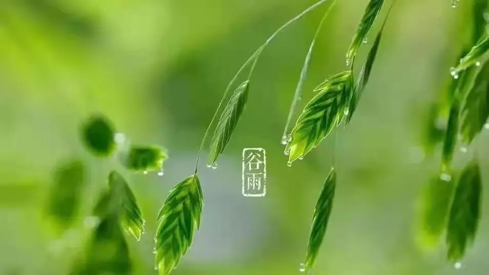 【谷雨茶】雨生百谷，万物更新