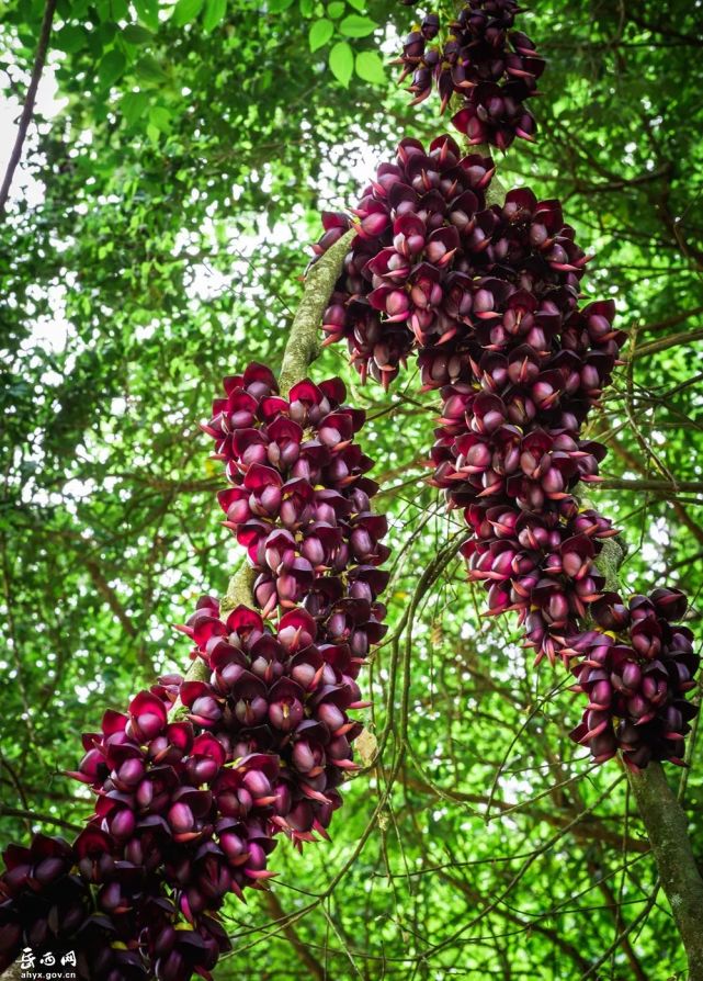 绝美天峡油麻藤花迎来最佳观赏时节
