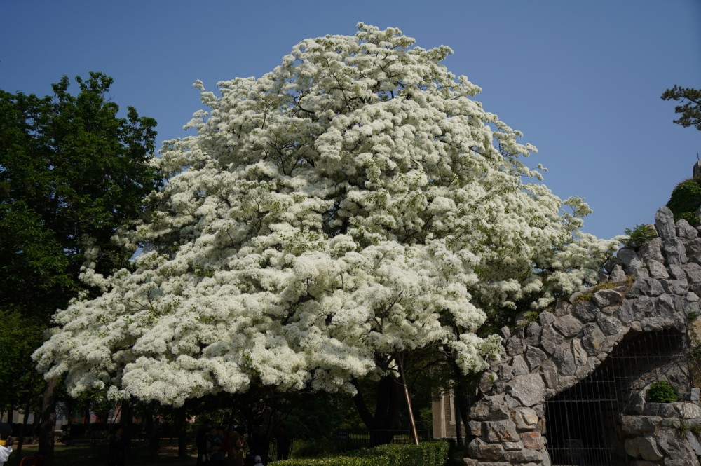 "四月飞雪" ,戴庄医院古流苏树重获"新生"_腾讯新闻