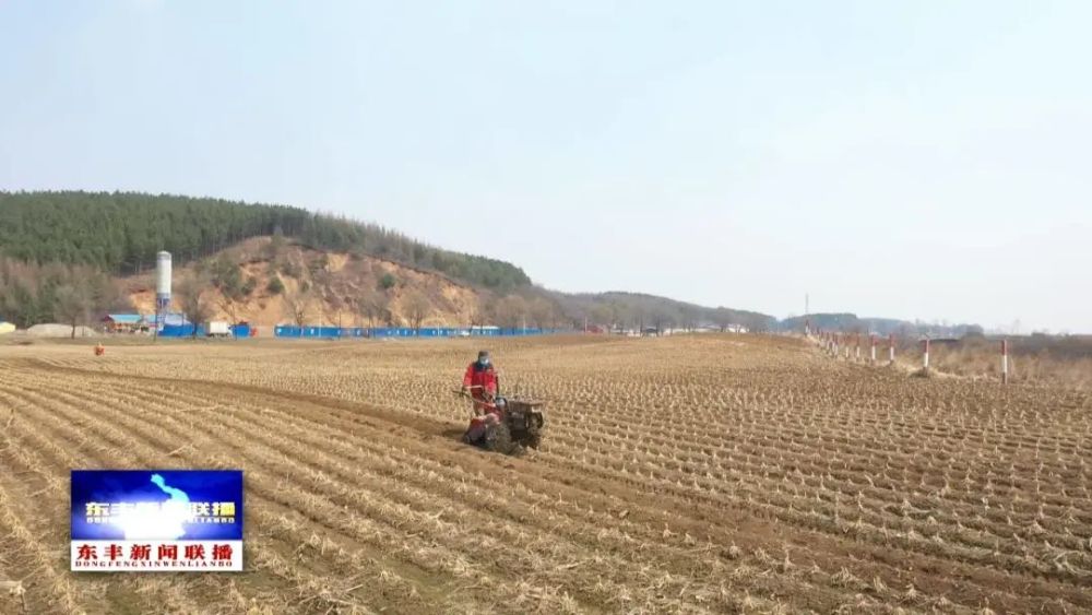 东丰县旱田进入打垄整地阶段