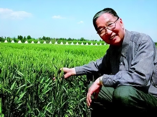 中国科学院院士李振声也被誉为中国小麦远缘杂交之父