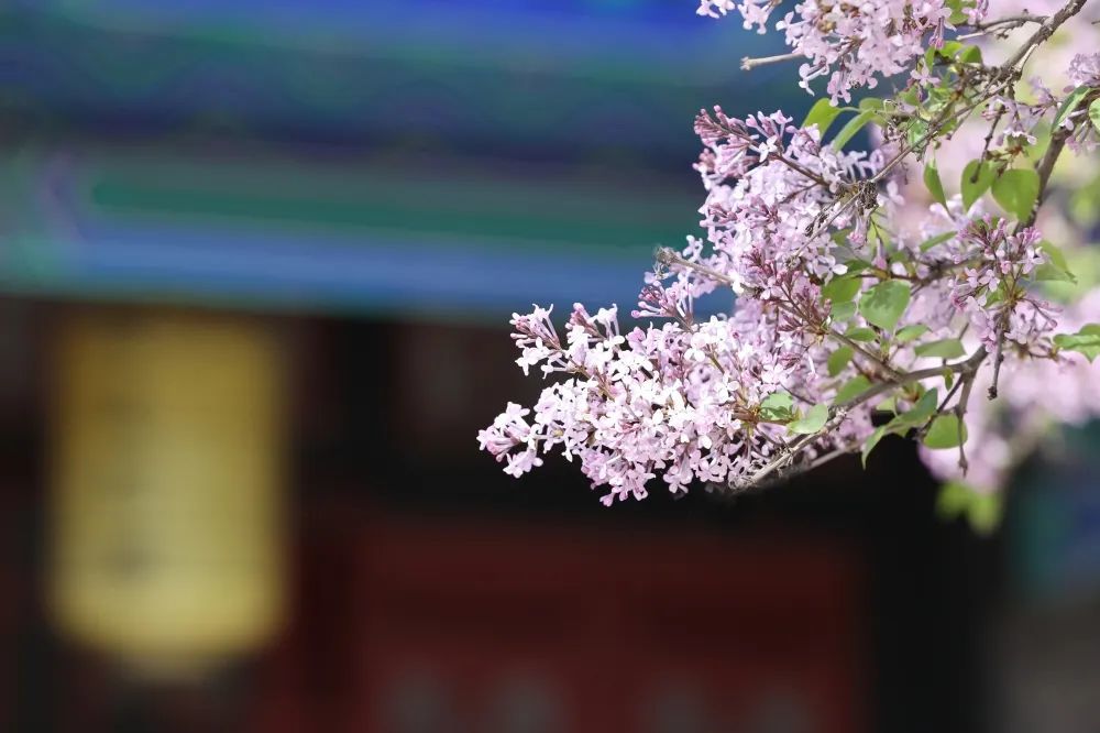 丁香花开香满城 腾讯新闻