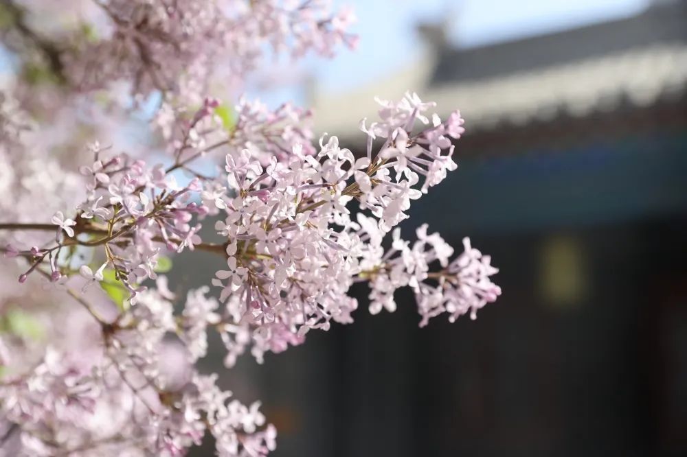 丁香花开香满城 腾讯新闻