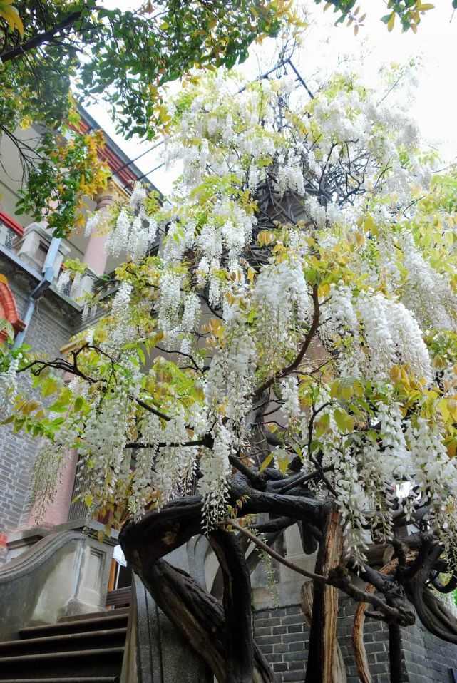 南通博物苑"紫藤花开——紫韵雅集"线上直播活动预告