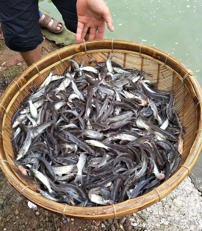 鮰魚養殖斑點叉尾鮰苗水花培育要點和放苗注意事項