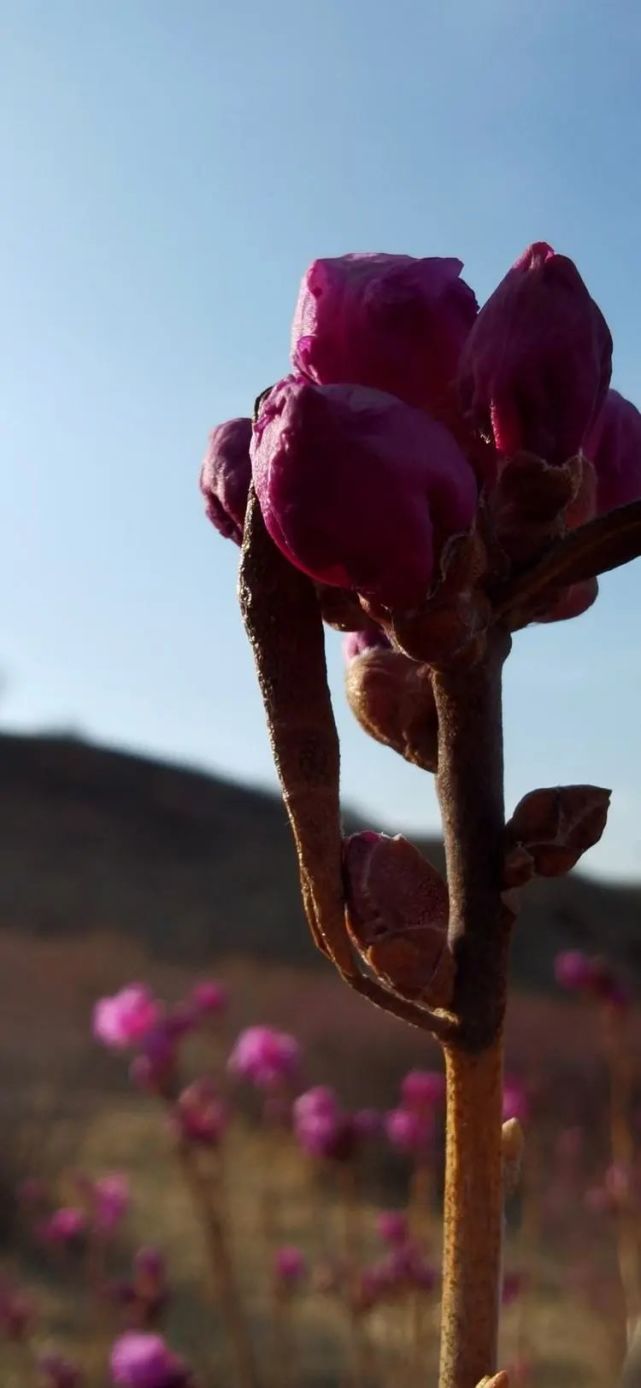 一枝引来万山红
