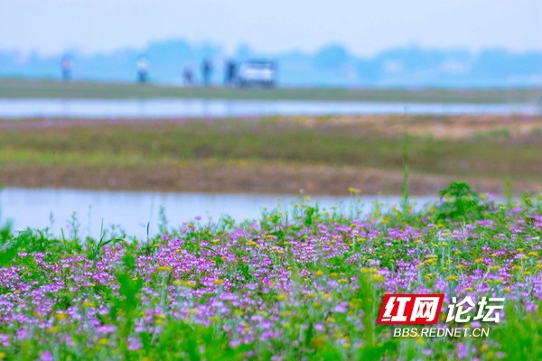 益阳来仪湖湿地公园图片