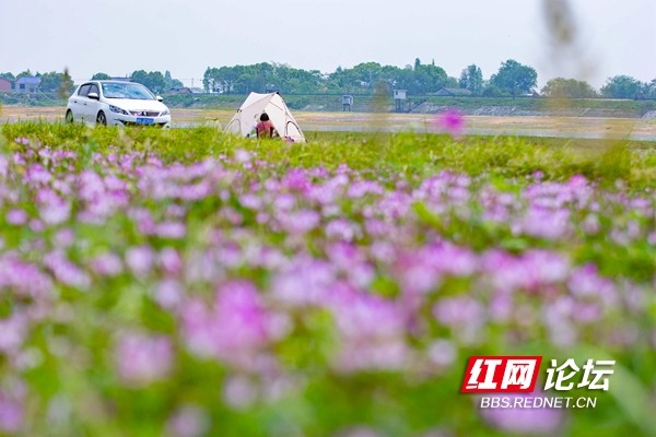 益阳来仪湖湿地公园图片