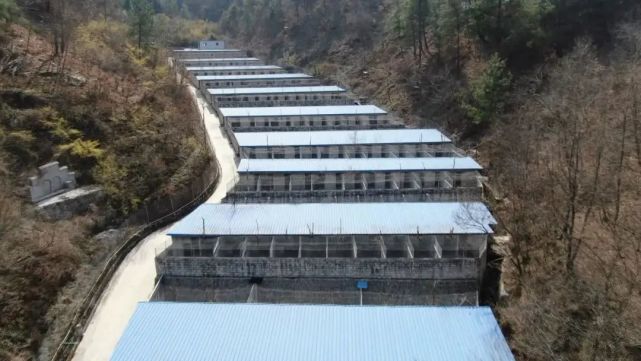 佛坪林麝养殖蹚新路02深山飘出致富香