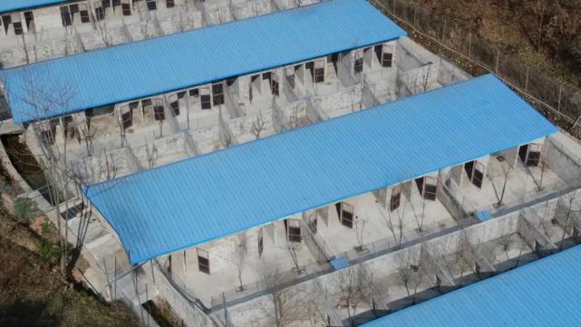 佛坪:林麝养殖蹚新路 深山飘出致富"香"_腾讯新闻