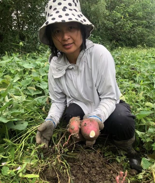 不使用化学农药,化学肥料,除草剂,激素,转基因品种丨徐文娥:用初心与