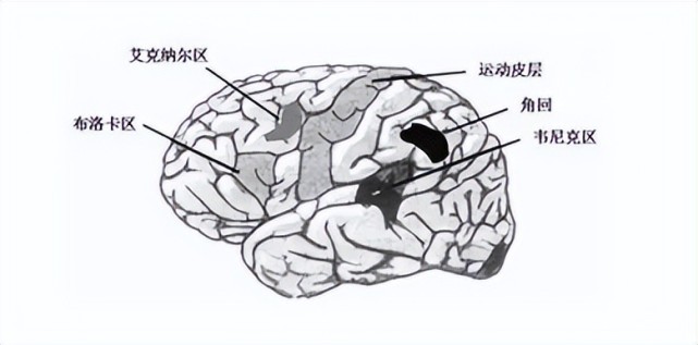 而那些有相同遭遇的孩子,情況更為不容樂觀,這些孩子的大腦海馬體和