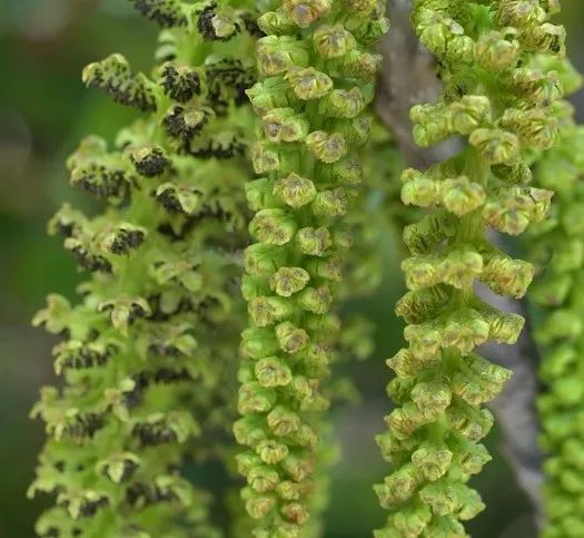 楚雄有好货丨大姚三台乡的核桃开花了,好看又好吃