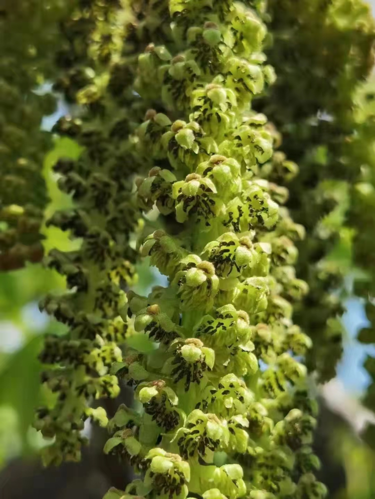 在大姚县三台乡,漫山遍野都是核桃树,郁郁葱葱,枝叶繁茂,绿意盎然.