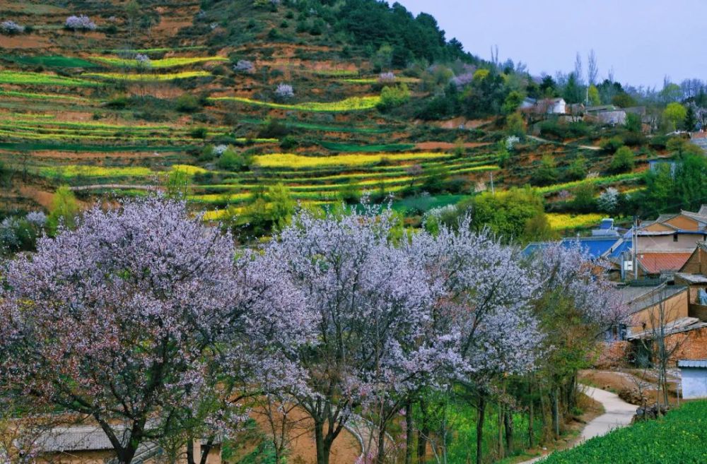 四月邂逅最美的武山油菜花海