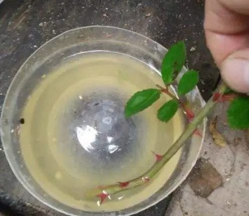 生根粉不好用原来有猫腻现在知道还不晚