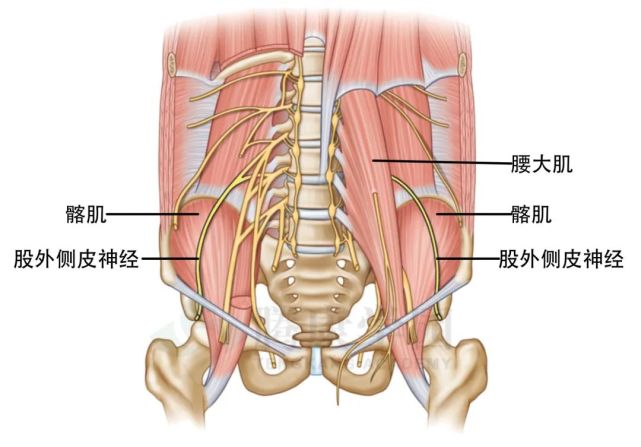 導致大腿外側疼的神經