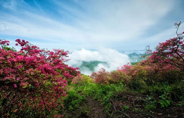 大美金寨,最美人间四月天,映山红遍黄狮寨!