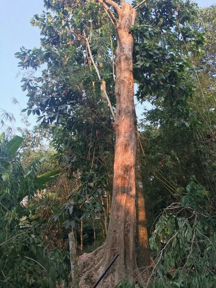 以上圖片:越南大紅酸枝和花白酸枝的樹木,木材交易和成品交易市場