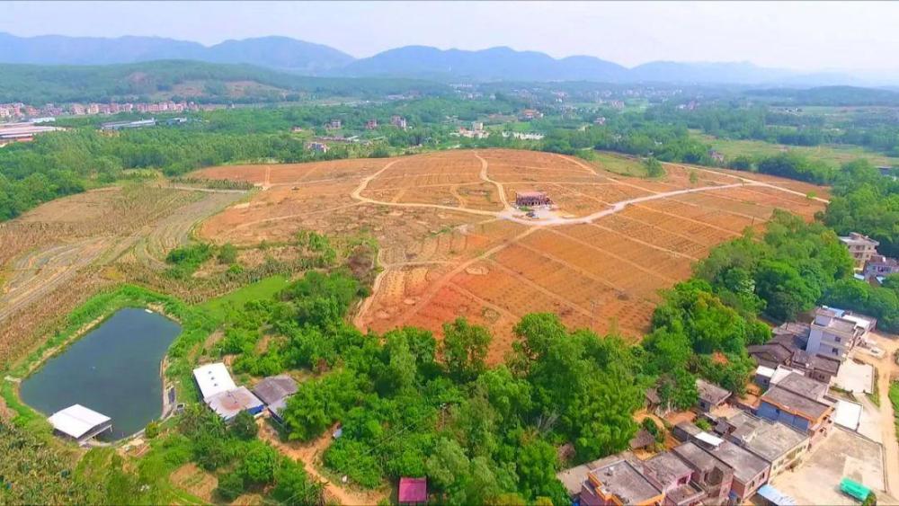 雲浮羅定市太平鎮盤活撂荒土地規模種植廣陳皮