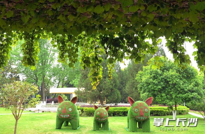 组图紫凤公园春色满园