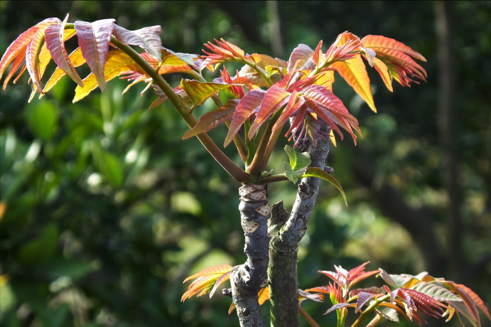 谷雨吃香椿有讲究牢记3不食2不忘1不留老人的话要重视
