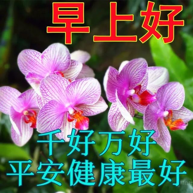 最新漂亮早上好动态表情图片大全早晨好动图美图大全