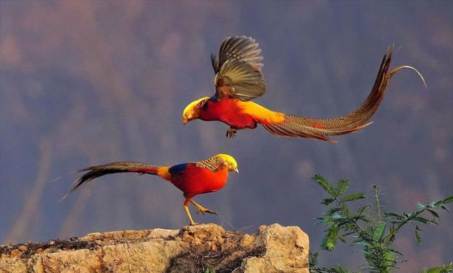 介绍丹顶鹤学名grus japonensis也叫仙鹤白鹤其实白鹤是另一种鹤属