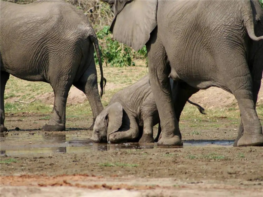 大象,鬣狗等动物分批前往此地饮水,只要在此守株待兔,就可以逸待劳地