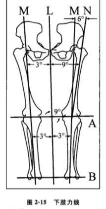 下肢力线示意图图片