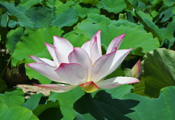 4月30日开始 4属相时来运转 事业步步高升 生活更上一层楼 天天看点