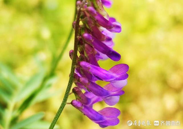 哨子花开,一串串花朵如列队的小鸟