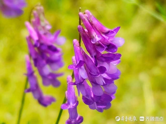 哨子花开,一串串花朵如列队的小鸟