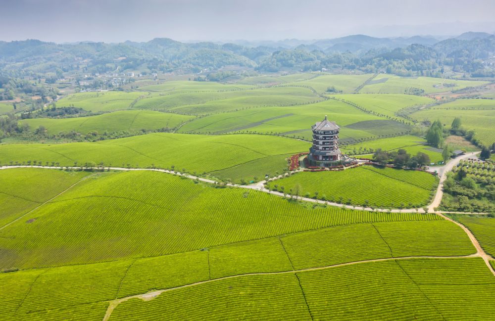 湄潭茶山图片