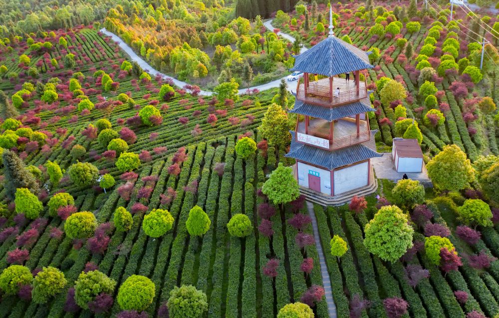 茶山寻"韵"——走近贵州生态茶园_腾讯新闻