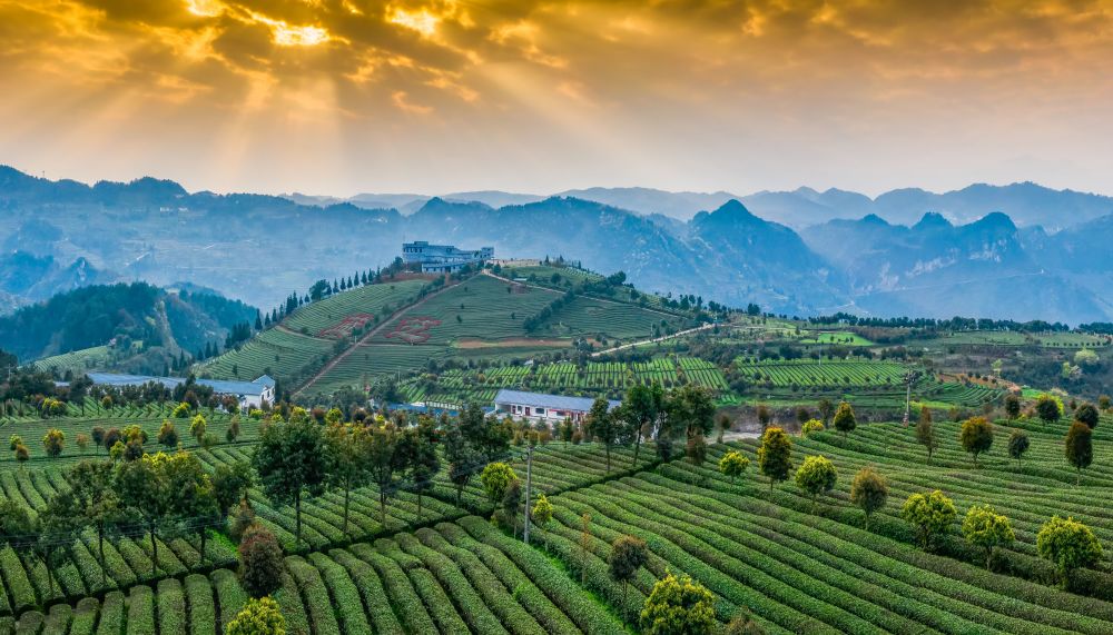 茶山寻"韵"——走近贵州生态茶园_腾讯新闻