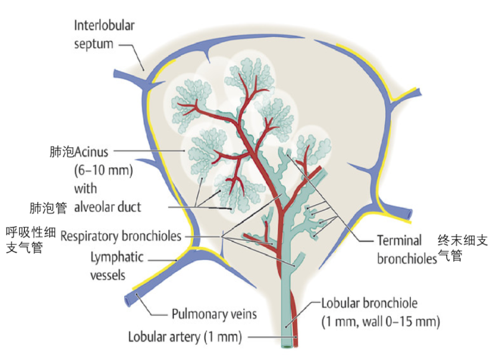 呈方形或多边形,小叶间隔呈黑色学习间质性肺疾病必须掌握次级肺小叶